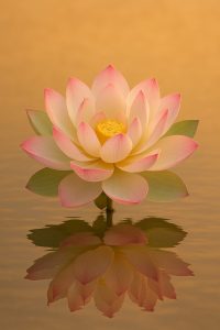 Mein Lebensweg: eine Lotusblume in ihrer Ganzheit